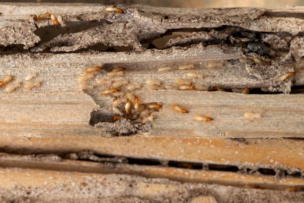 Best Cockroach Control Services  in Chapel Hill, TN